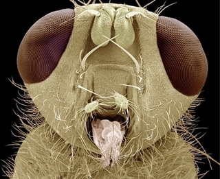 Illustration for article titled The Tongue Of The Dung Fly Speaks Volumes